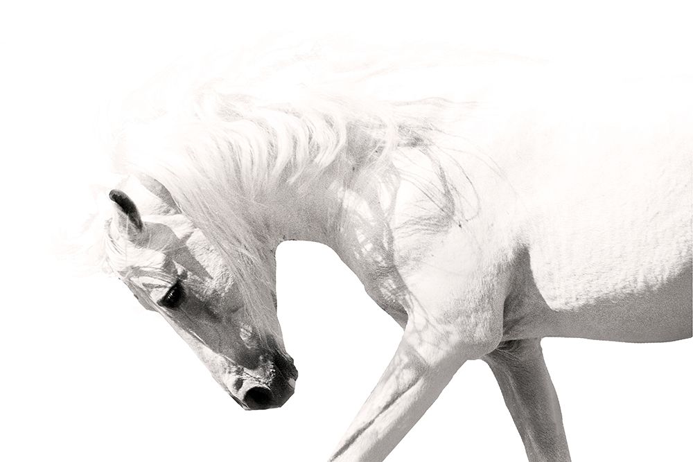 Neutral Stallion art print by Lee Klopfer for $57.95 CAD