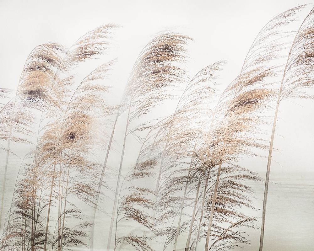 Delicate Pampas art print by Irene Weisz for $57.95 CAD