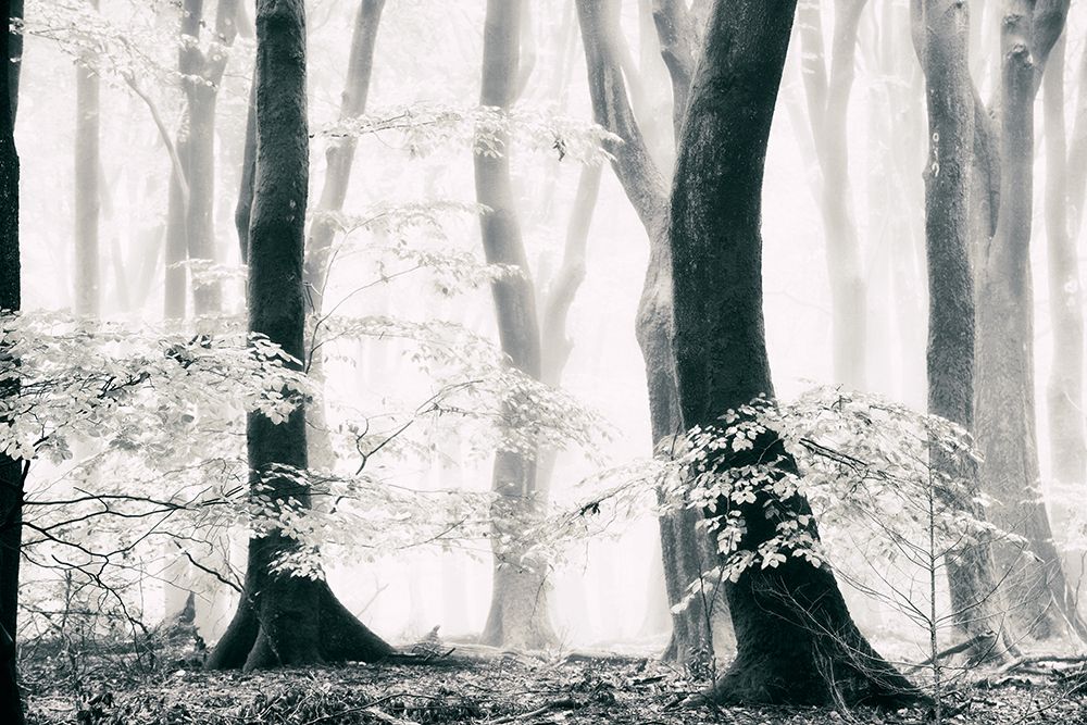 Silence of the Forest art print by Lars Van de Goor for $57.95 CAD