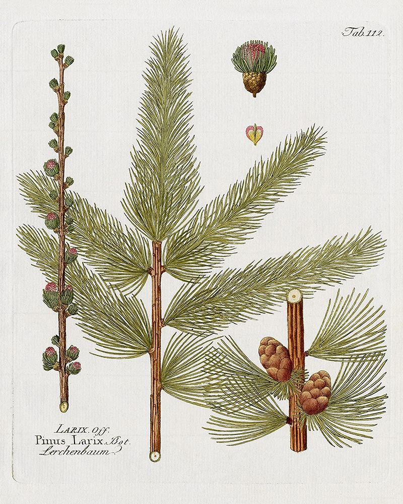 Botanical Larch art print by Kelly Donovan for $57.95 CAD