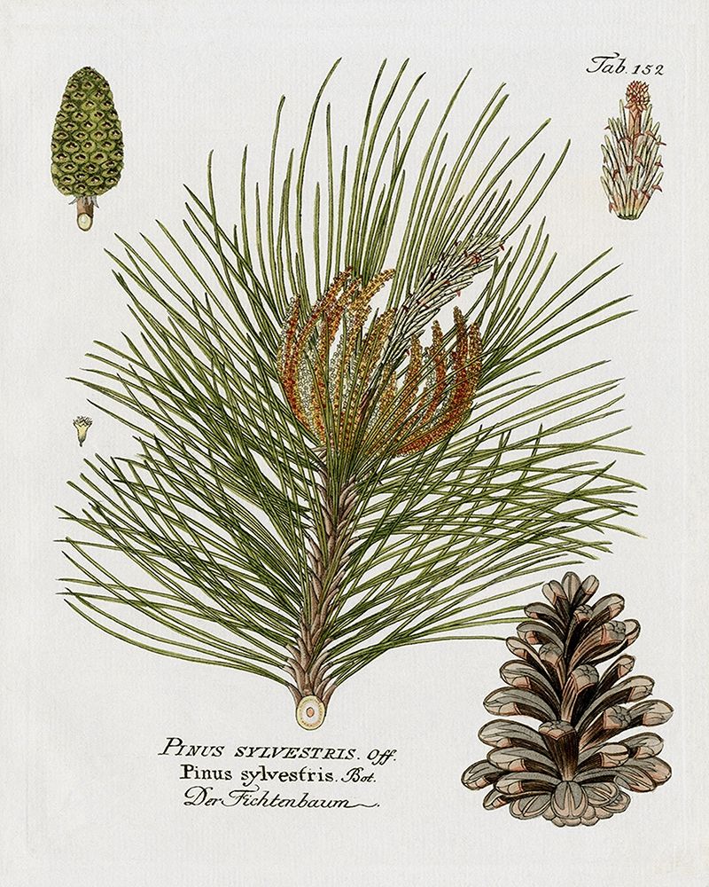 Botanical Spruce art print by Kelly Donovan for $57.95 CAD