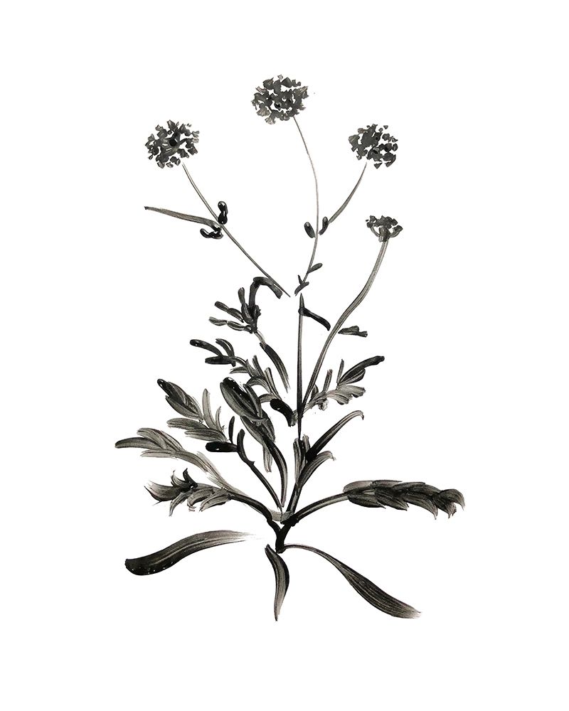 Inky Botanical I art print by Kelly Donovan for $57.95 CAD