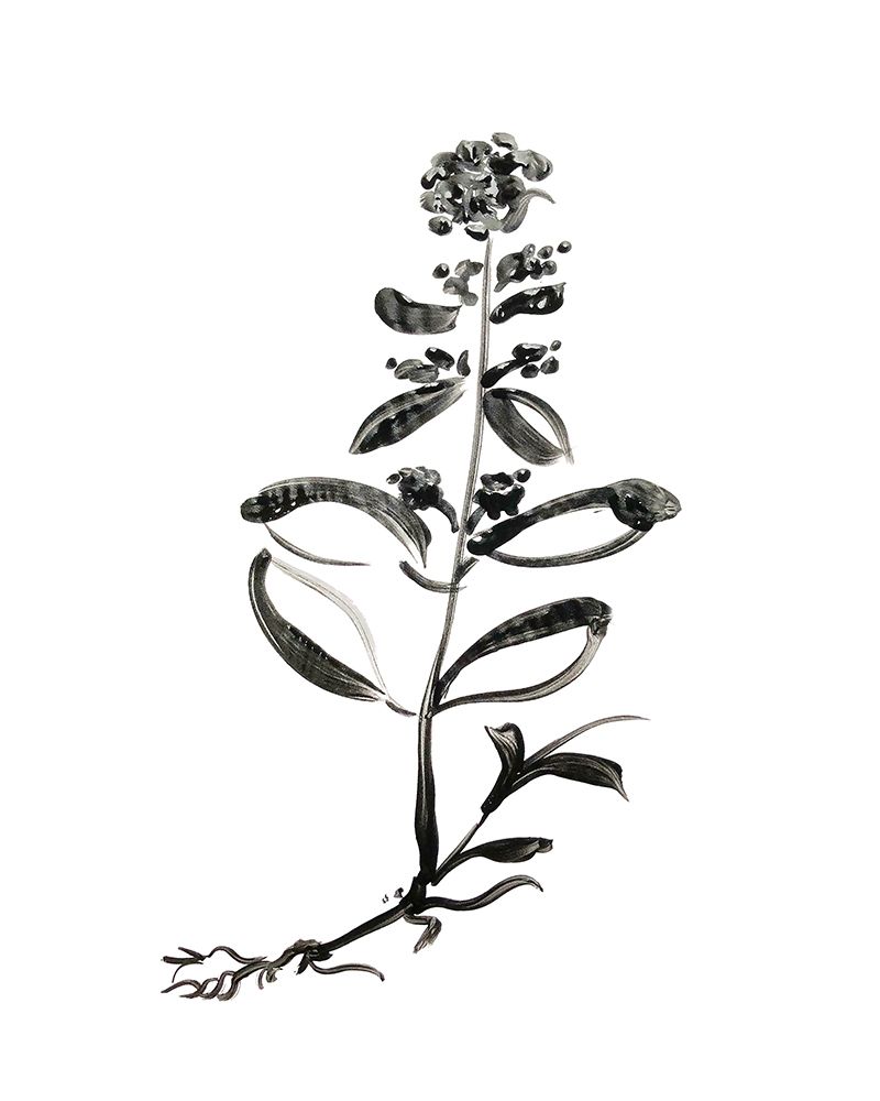 Inky Botanical III art print by Kelly Donovan for $57.95 CAD