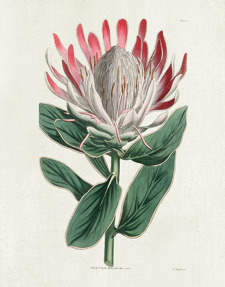 Protea N13 art print by Kelly Donovan for $57.95 CAD