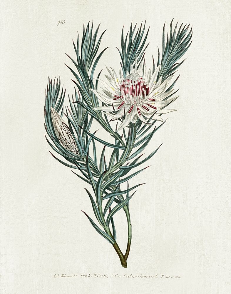 Protea N33 art print by Kelly Donovan for $57.95 CAD