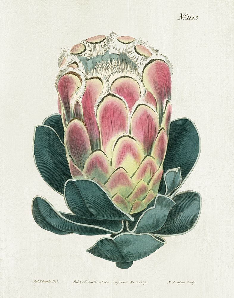Protea N83 art print by Kelly Donovan for $57.95 CAD