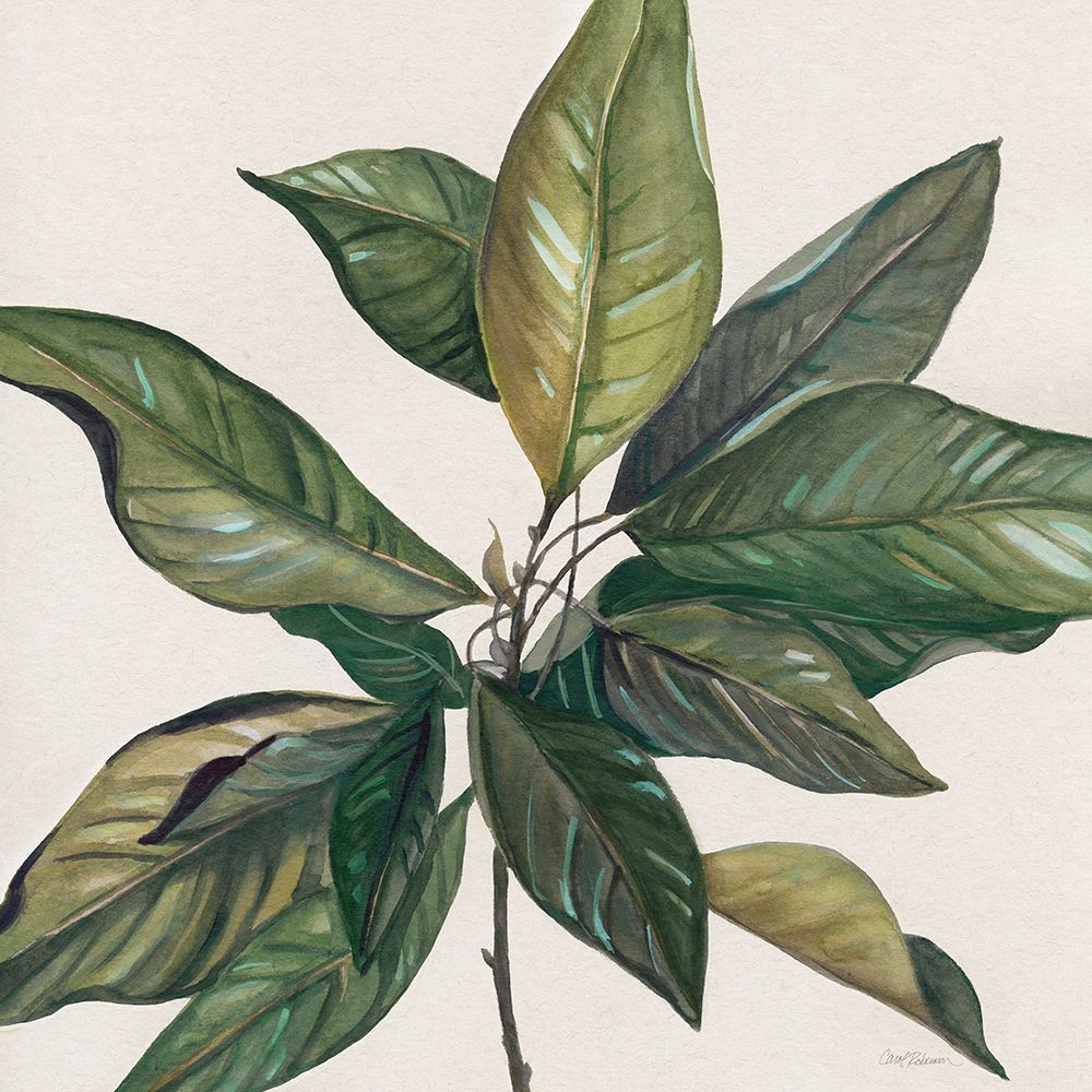 Magnolia Leaves I art print by Carol Robinson for $57.95 CAD