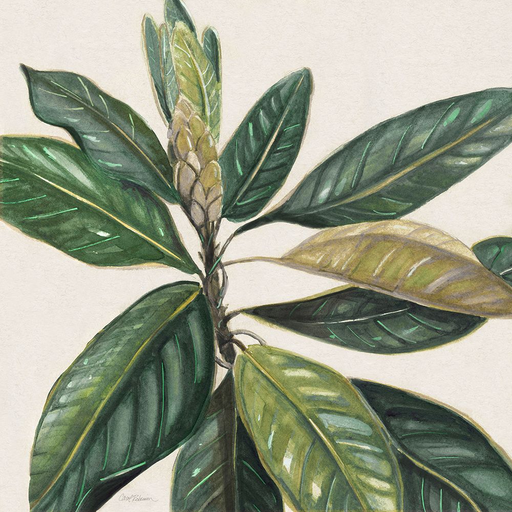 Magnolia Leaves II art print by Carol Robinson for $57.95 CAD