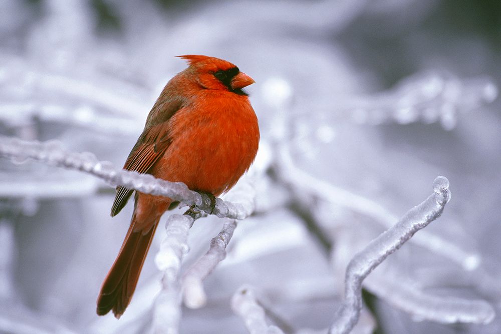 Winter Cardinal art print by Danita Delimont for $57.95 CAD