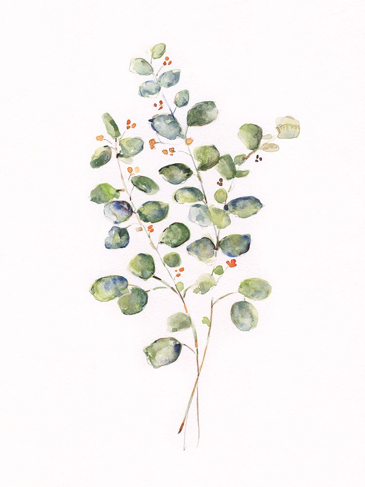 Eucalyptus II art print by Sally Swatland for $57.95 CAD