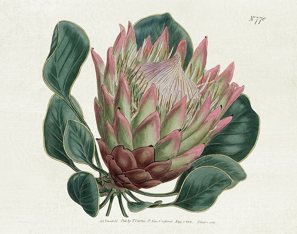 Protea N70 art print by Kelly Donovan for $57.95 CAD