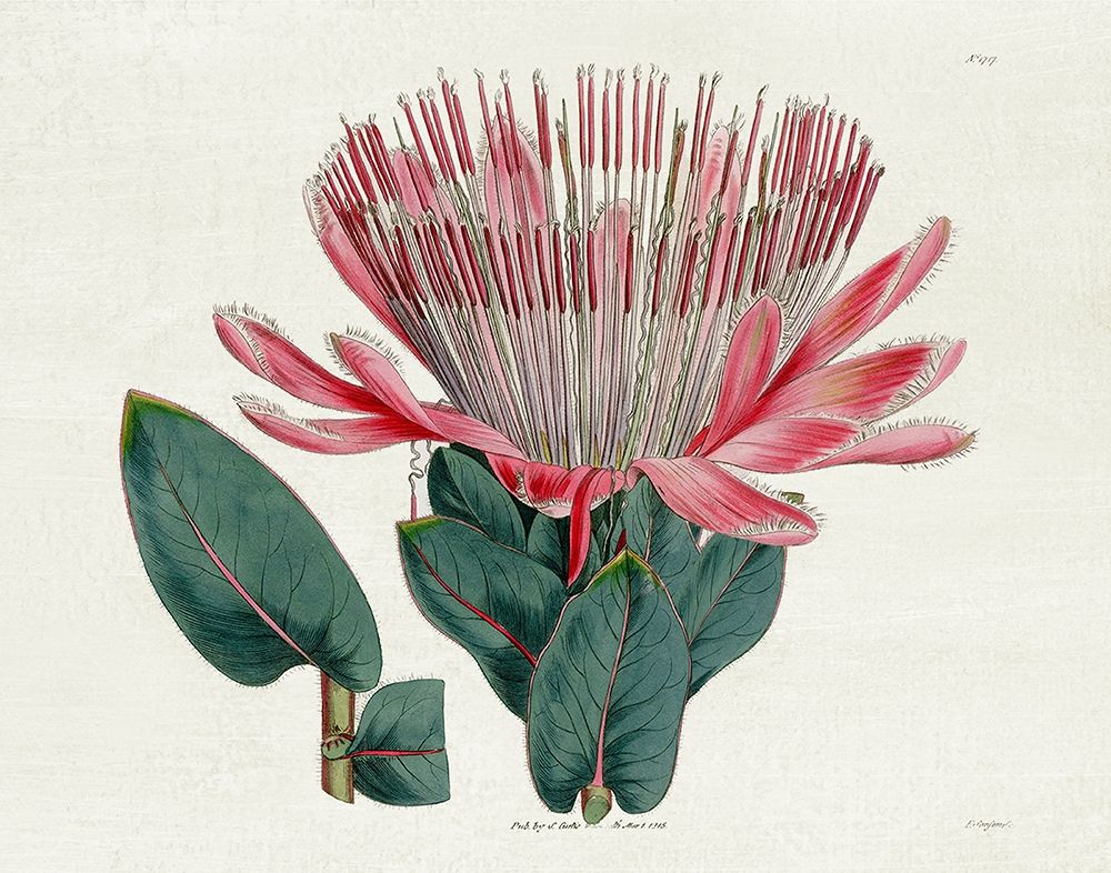 Protea N17 art print by Kelly Donovan for $57.95 CAD