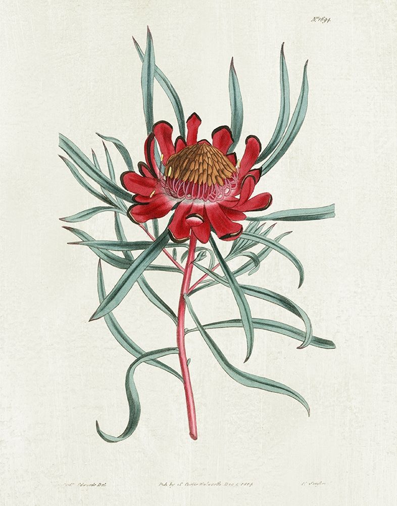 Protea N94 art print by Kelly Donovan for $57.95 CAD