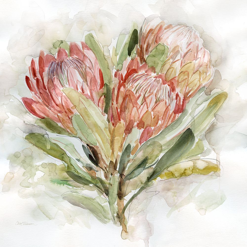 Pale Protea II art print by Carol Robinson for $57.95 CAD