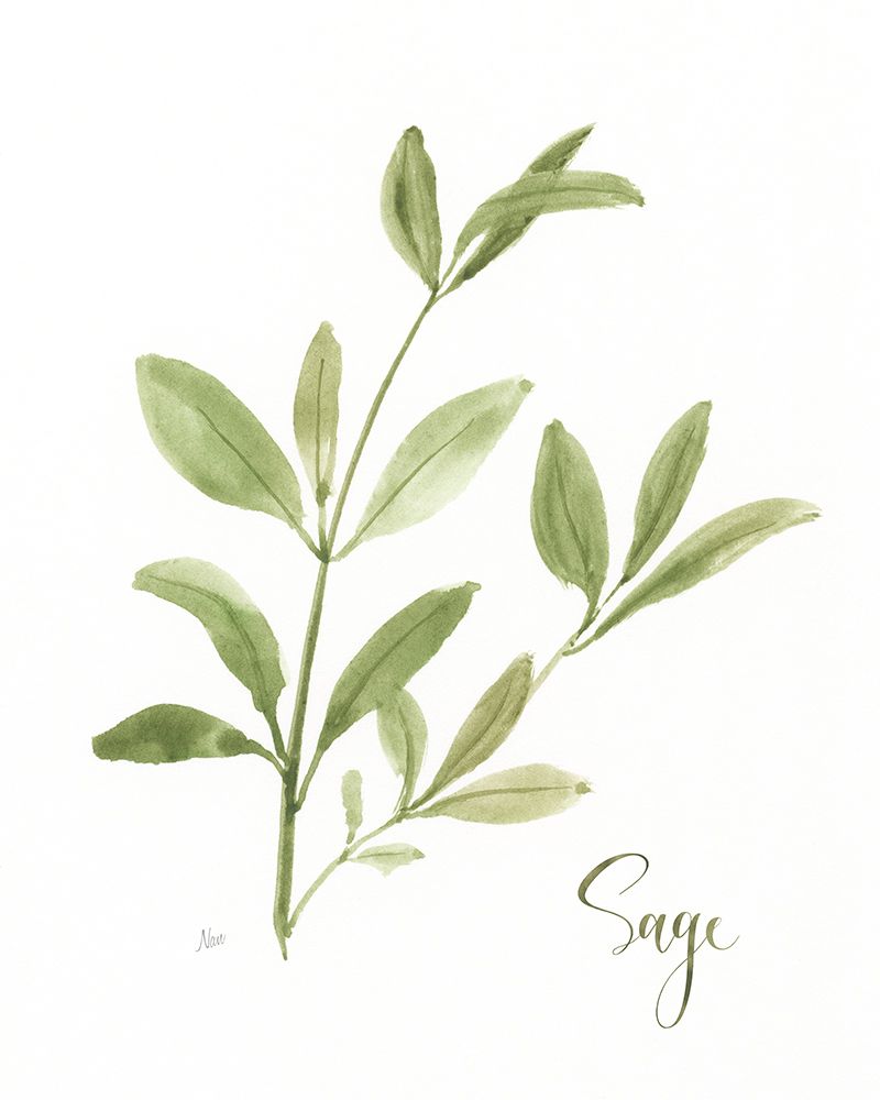 Herb Sage art print by Nan for $57.95 CAD