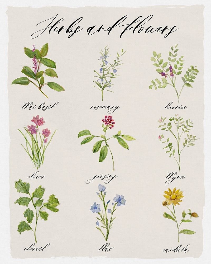 Herbs and Flowers art print by Sally Swatland for $57.95 CAD