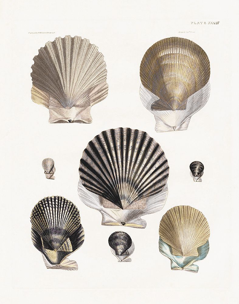 Vintage Shell I art print by Kelly Donovan for $57.95 CAD