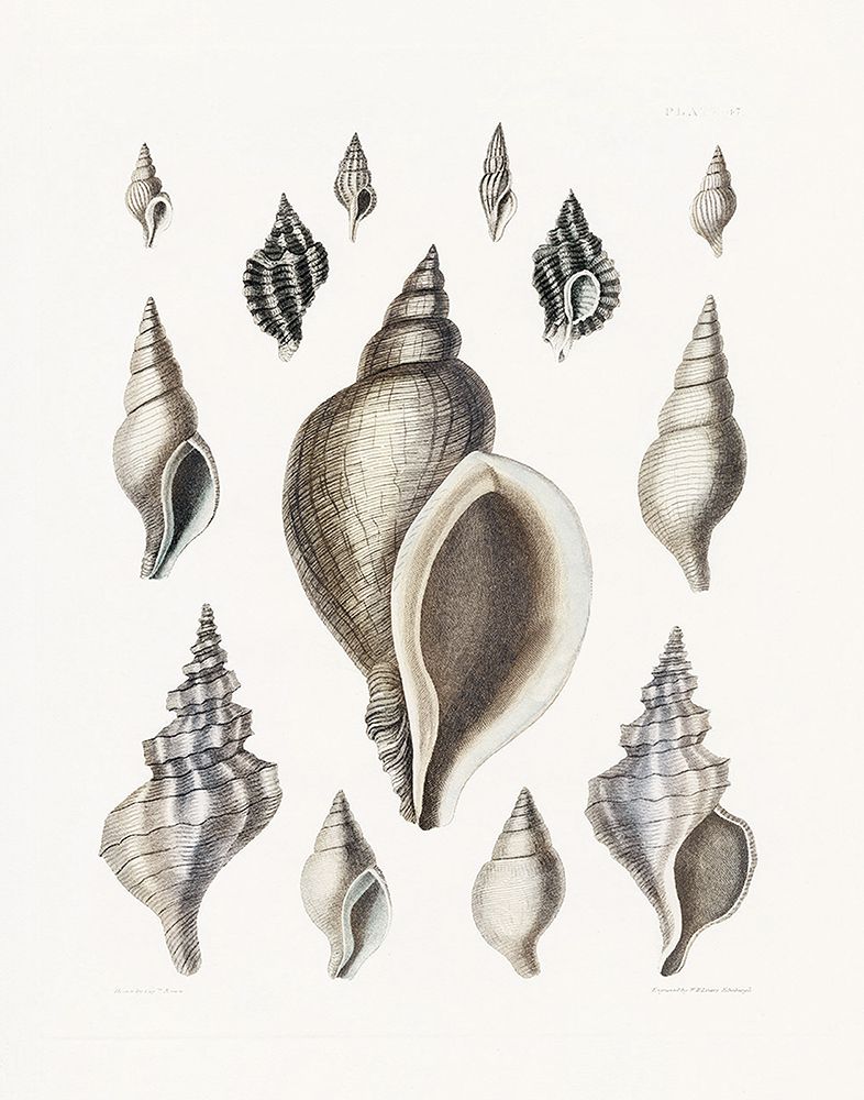 Vintage Shell II art print by Kelly Donovan for $57.95 CAD