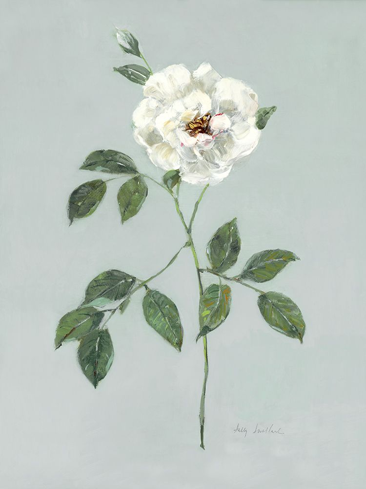 Rose Beauty I art print by Sally Swatland for $57.95 CAD