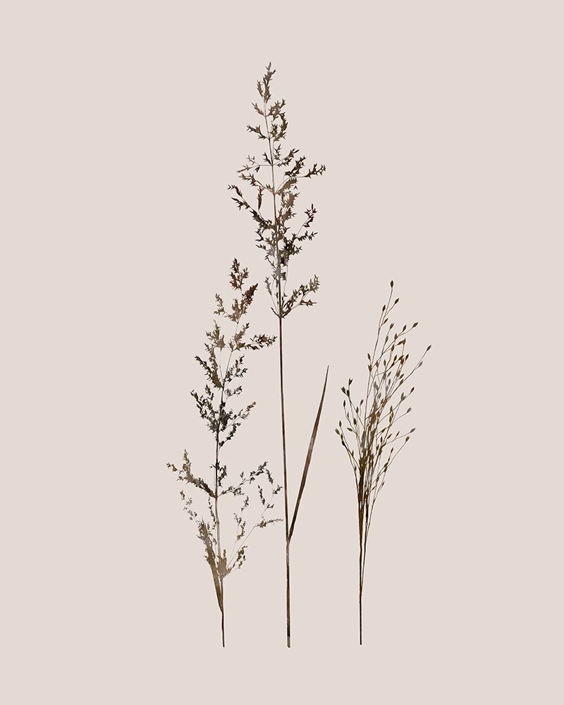 Delicate Stems I art print by Carol Robinson for $57.95 CAD