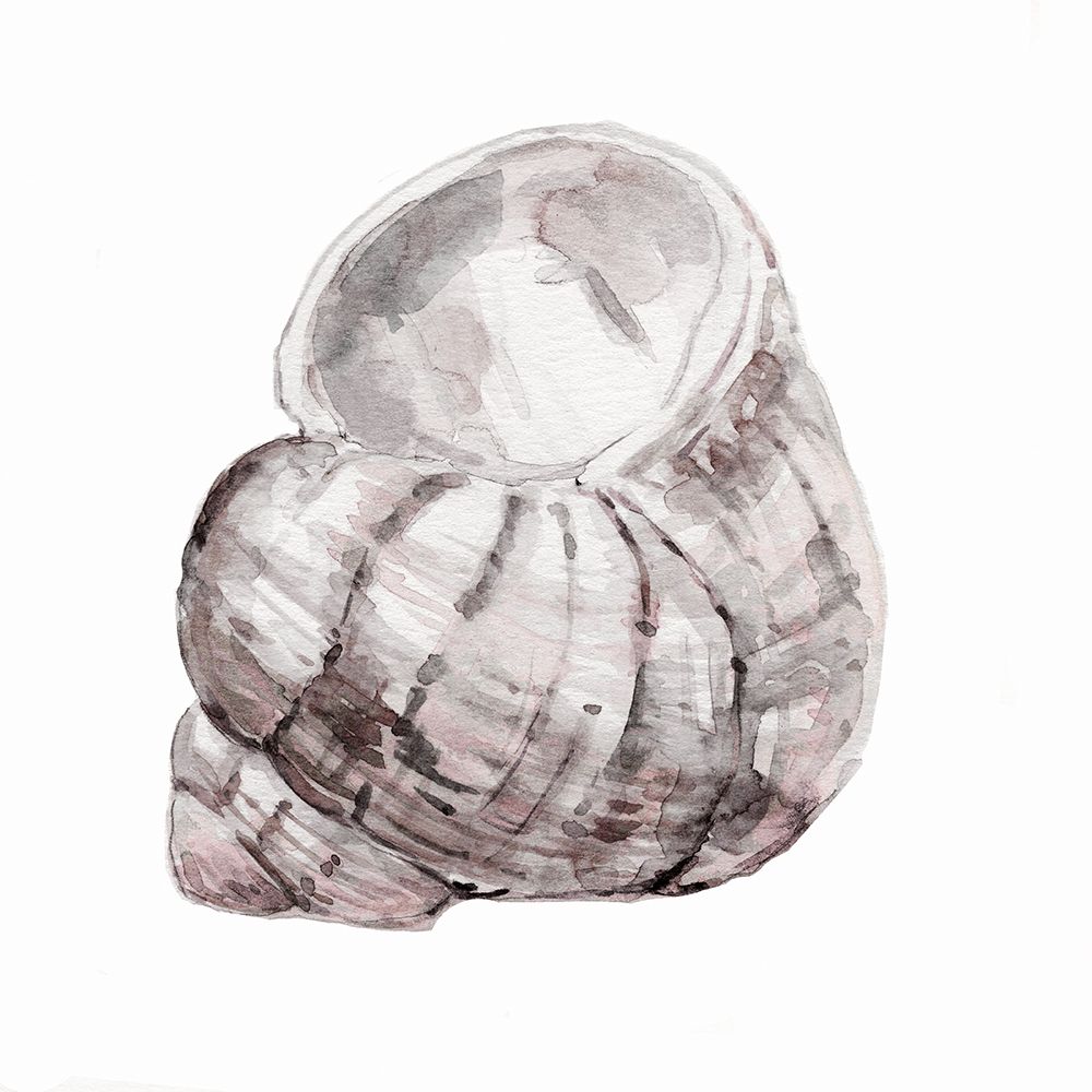Blush Shell III art print by Carol Robinson for $57.95 CAD