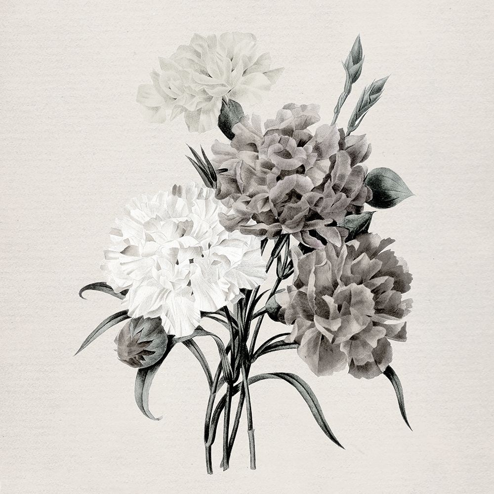Netural Botanical Carnations art print by Carol Robinson for $57.95 CAD