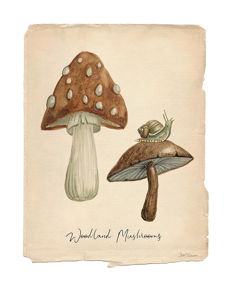 Woodland Mushrooms art print by Carol Robinson for $57.95 CAD