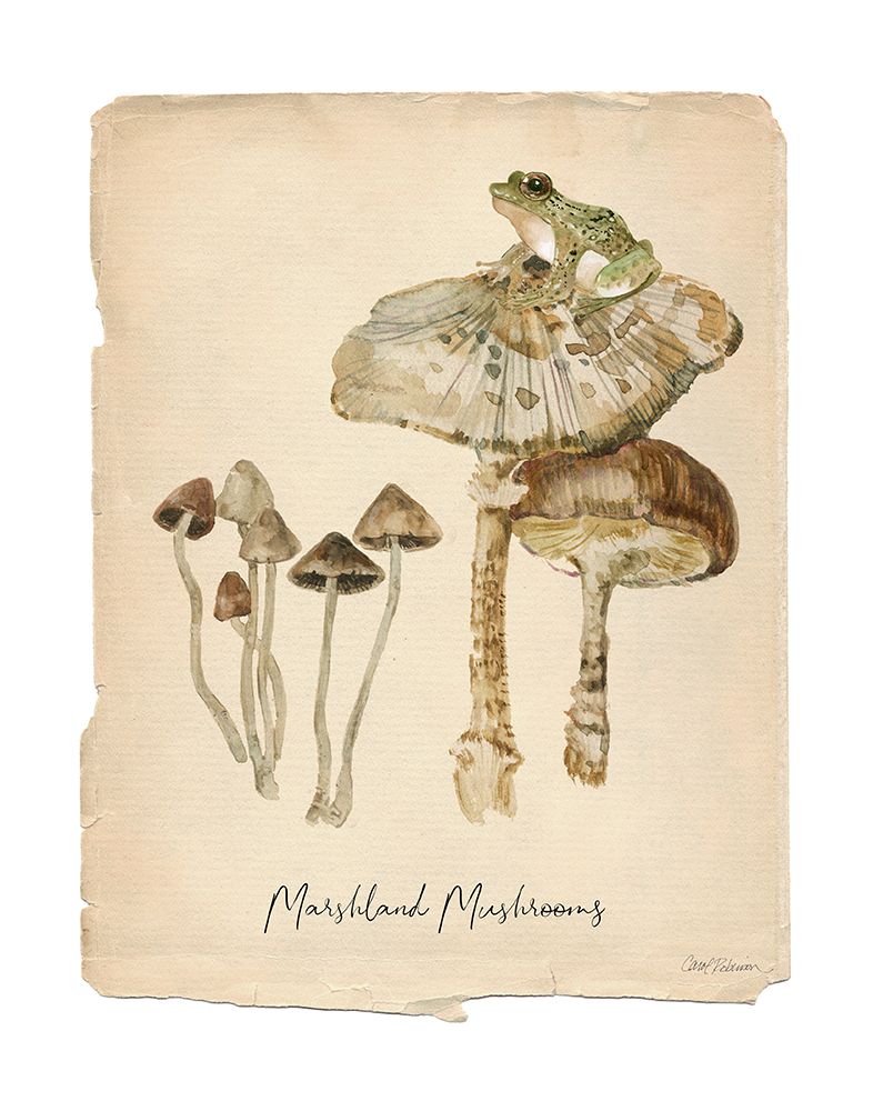 Marshland Mushrooms art print by Carol Robinson for $57.95 CAD