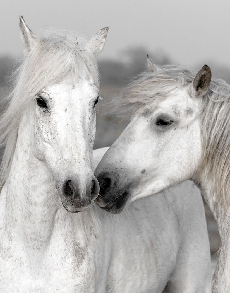Affection I art print by Danita Delimont for $57.95 CAD