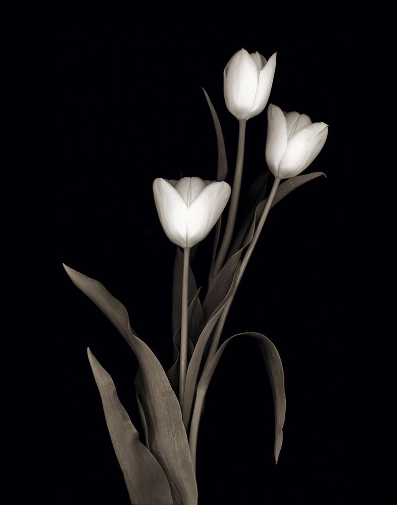 Tulip Pose I art print by Danita Delimont for $57.95 CAD