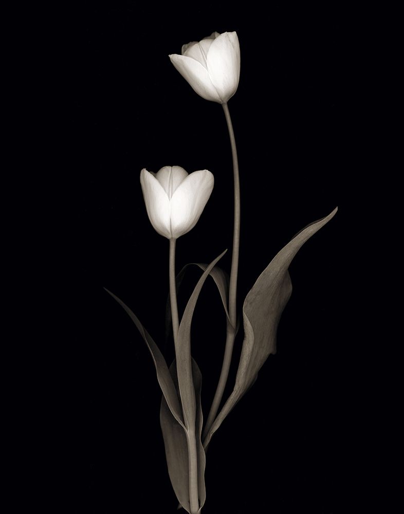 Tulip Pose II art print by Danita Delimont for $57.95 CAD