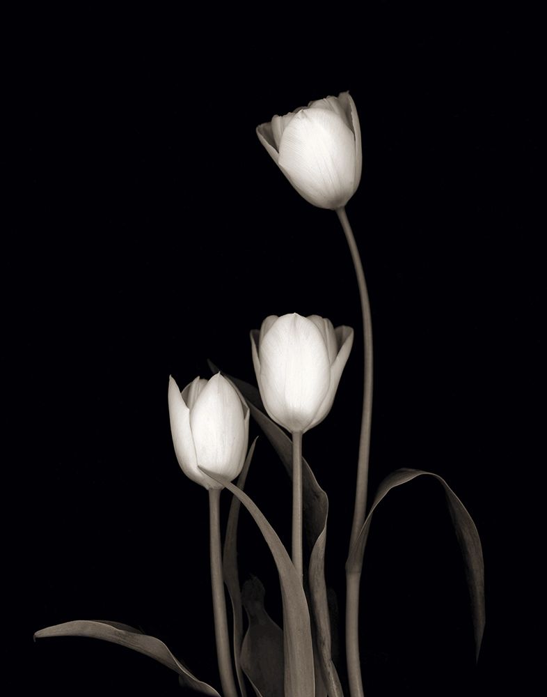 Tulip Pose III art print by Danita Delimont for $57.95 CAD