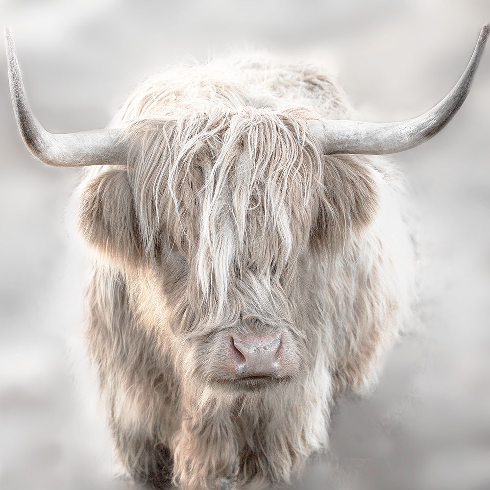 Soft Solo Highland art print by Danita Delimont for $57.95 CAD