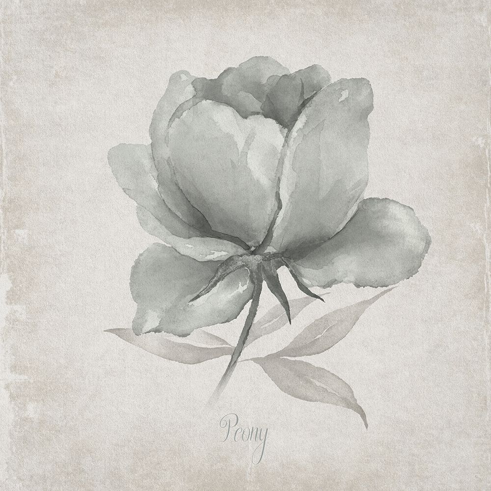 Vintage Peony art print by Susan Jill for $57.95 CAD