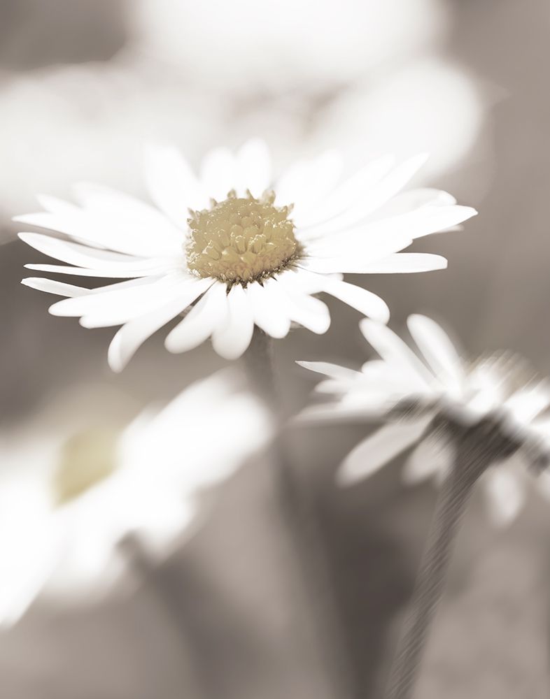 Stylized Daisy I art print by Danita Delimont for $57.95 CAD