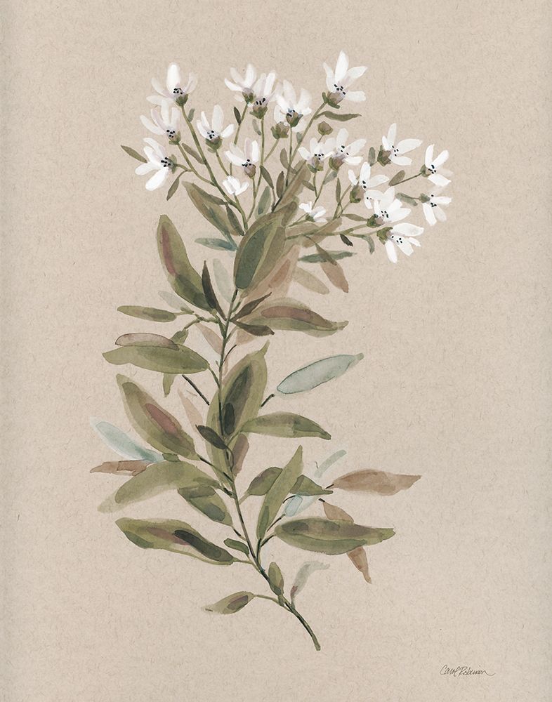 White Floral Stem I art print by Carol Robinson for $57.95 CAD