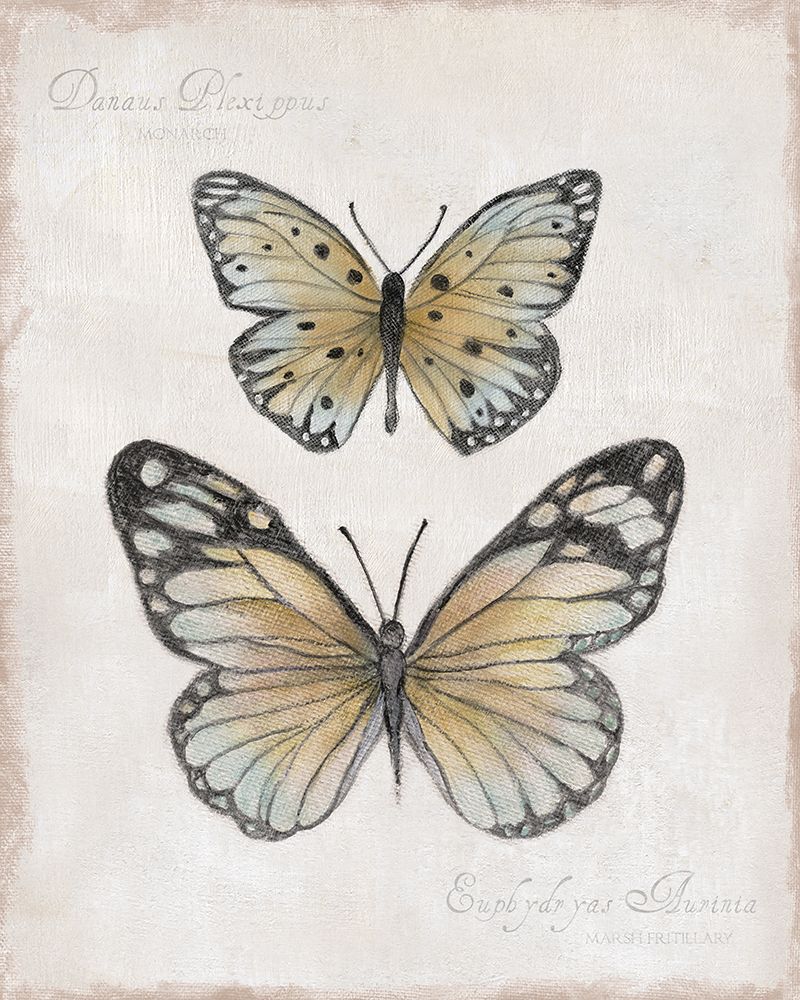 Vintage Butterflies I art print by Tava Studios for $57.95 CAD