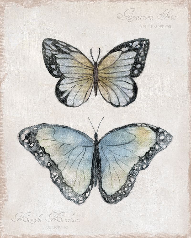 Vintage Butterflies II art print by Tava Studios for $57.95 CAD