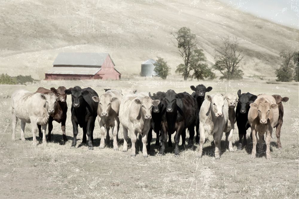 Cattle Ranch art print by Rhonda Addison for $57.95 CAD