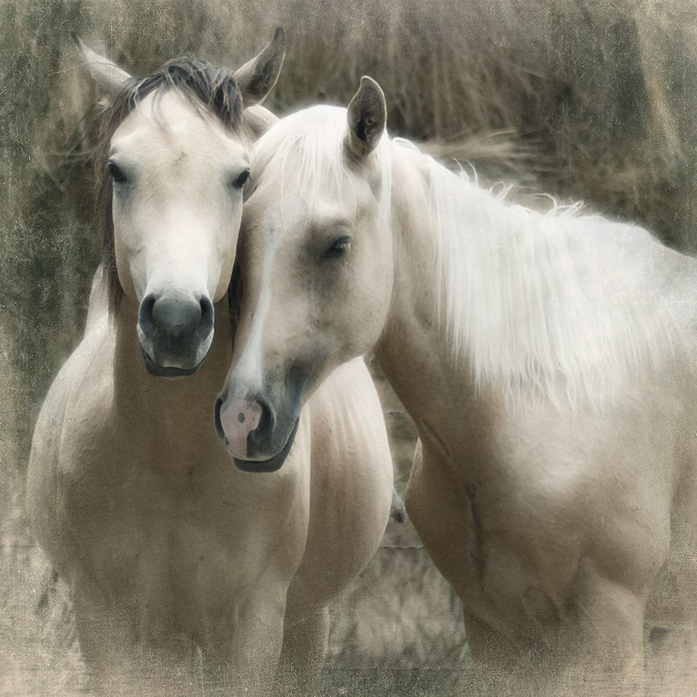 Horses the Heart art print by Rhonda Addison for $57.95 CAD