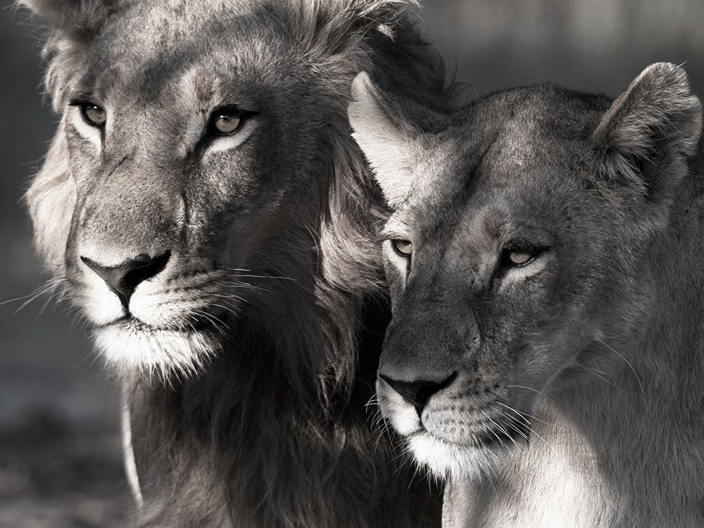 Lion and Lioness art print by Danita Delimont for $57.95 CAD