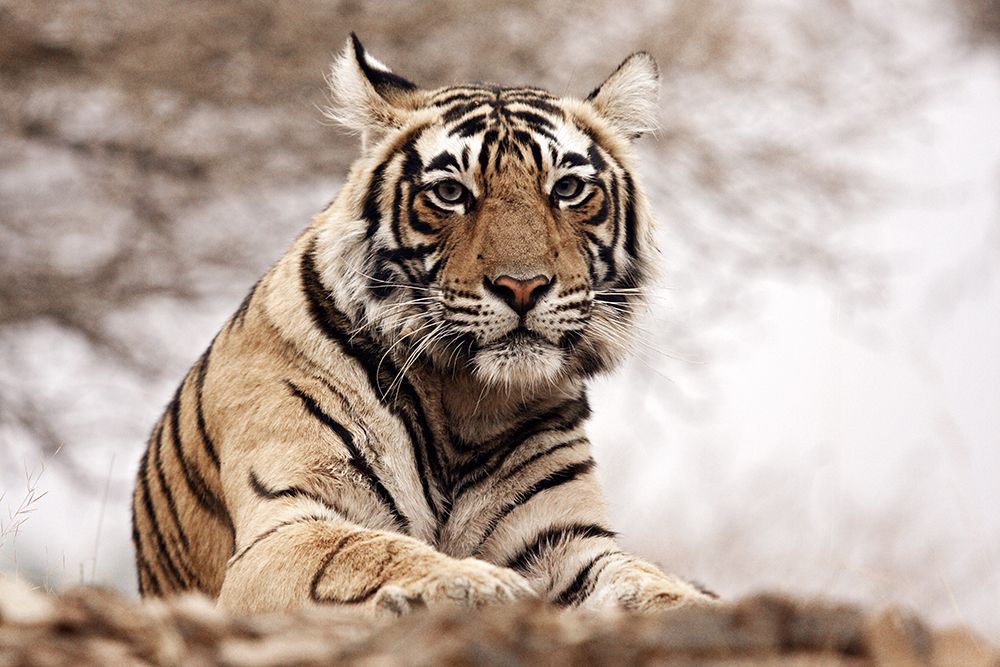 Royal Bengal Tiger art print by Danita Delimont for $57.95 CAD