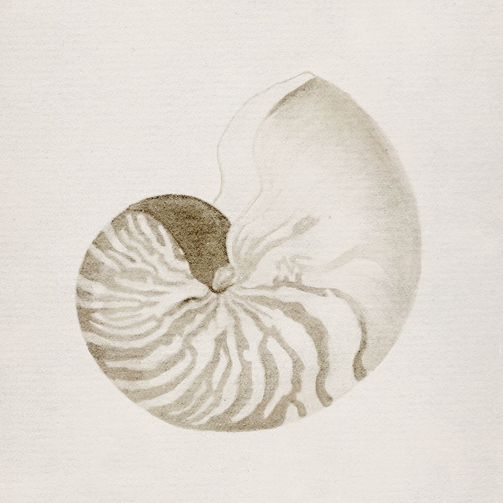 Vintage Shell II art print by Carol Robinson for $57.95 CAD
