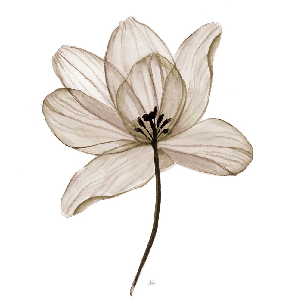 X-ray Flower II art print by Nan for $57.95 CAD
