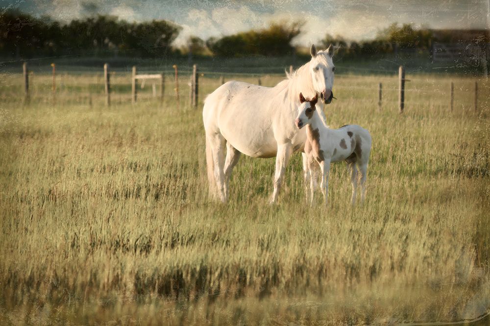 Mare and Colt art print by Rhonda Addison for $57.95 CAD