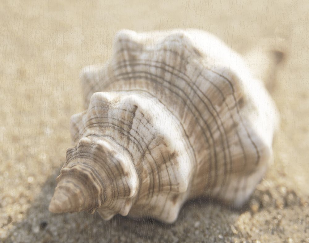Calming Shell I art print by Dora Rotondella for $57.95 CAD