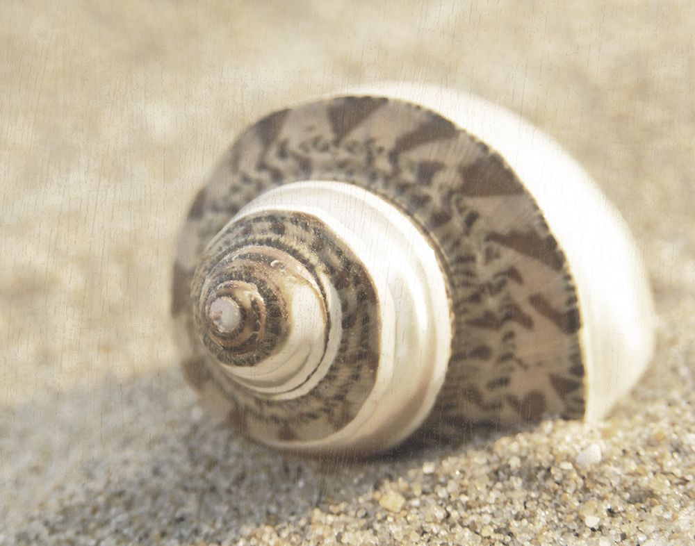 Calming Shell II art print by Dora Rotondella for $57.95 CAD