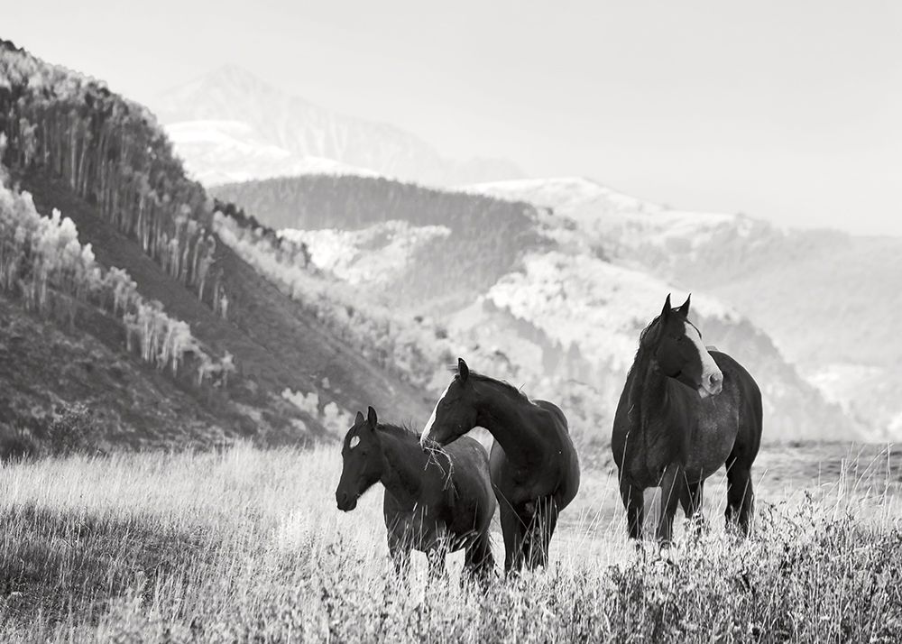 Grazing Horses art print by Danita Delimont for $57.95 CAD