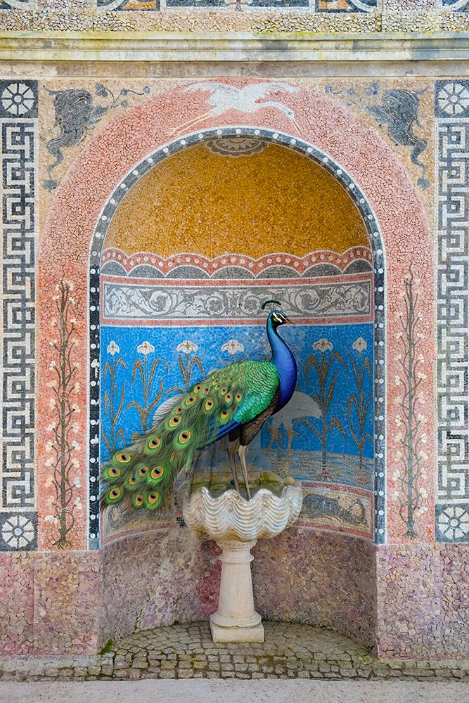 Palace Peacock art print by Danita Delimont for $57.95 CAD