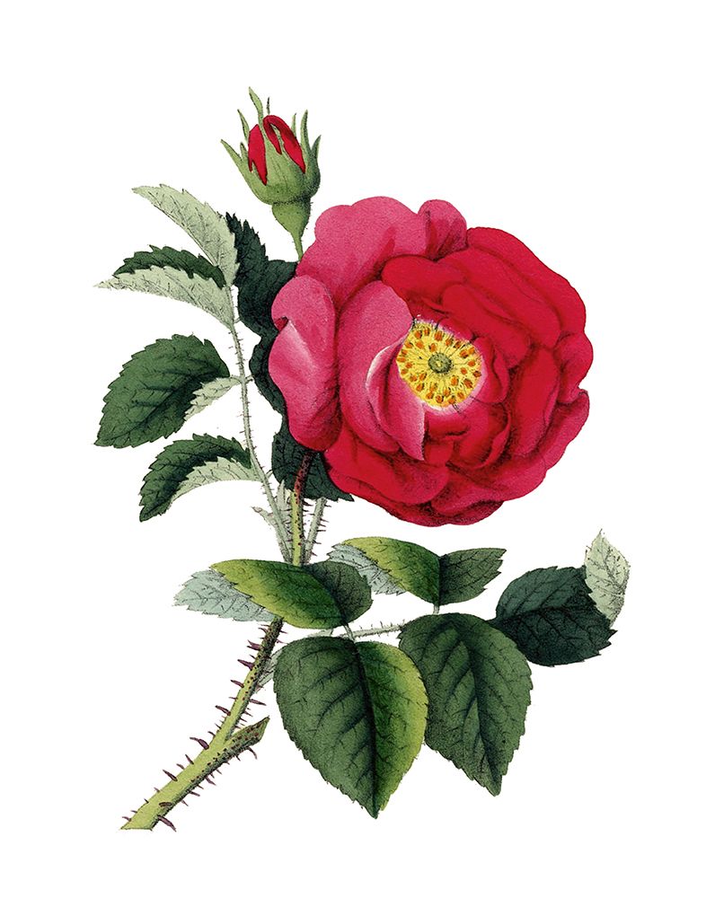 Botanical Beauty I art print by Val Rhodes for $57.95 CAD